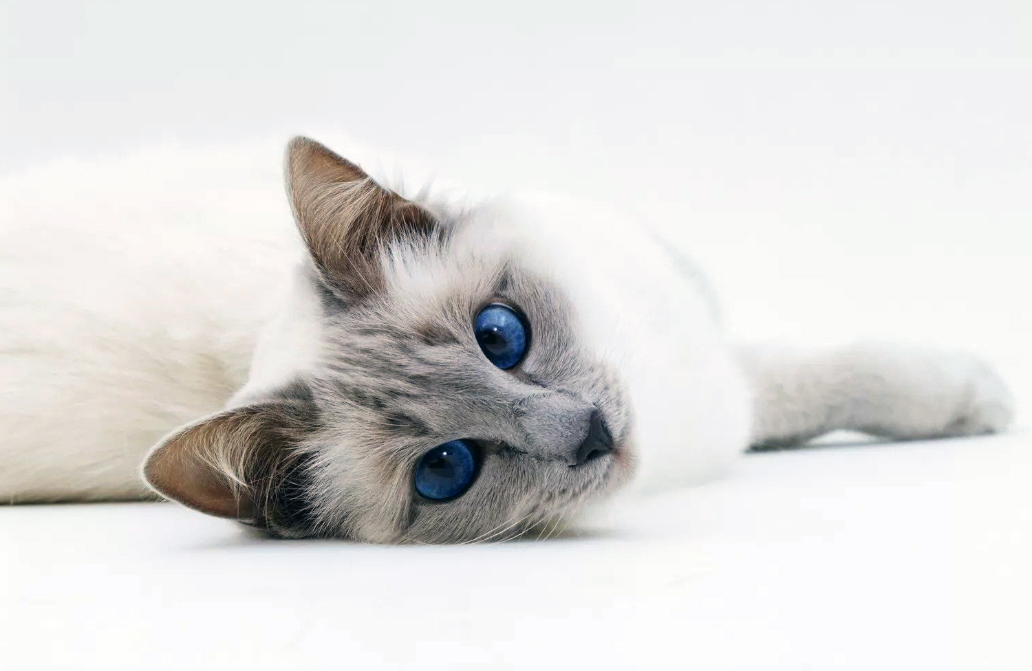 En Uzun Ömürlü 7 Kedi Irkı