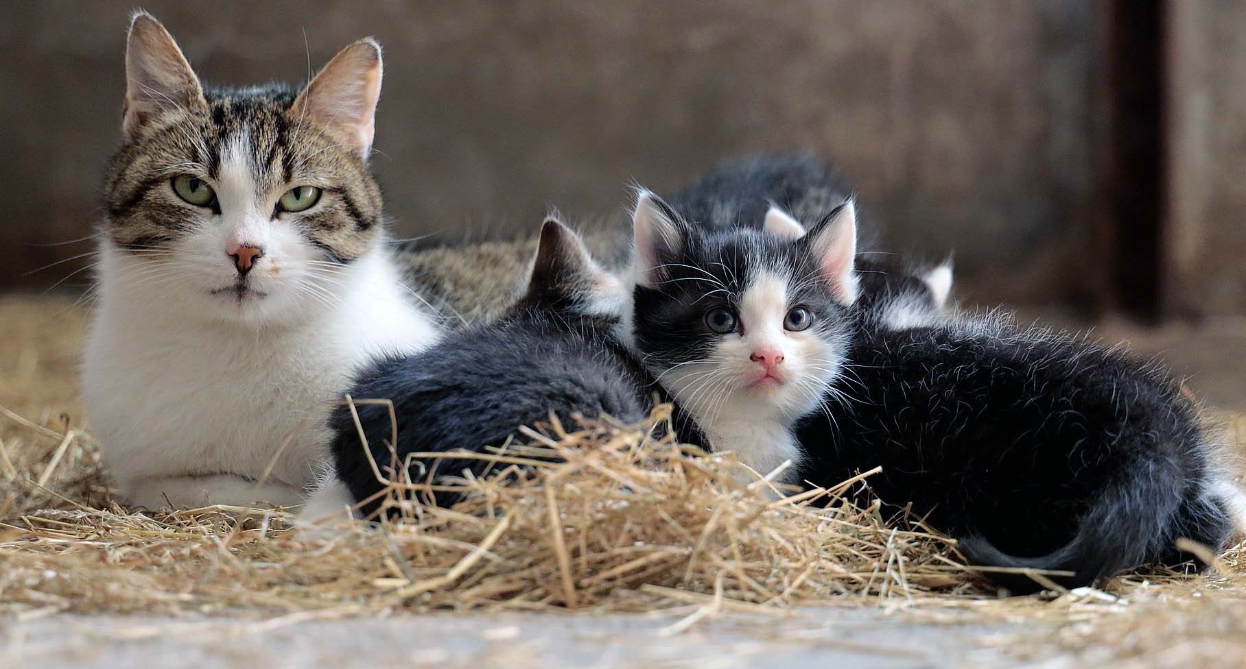 Anne Kedi Yavrularini Neden Oldurur