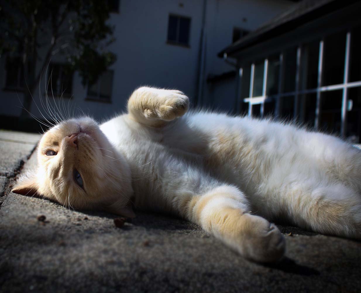 obez kedi
