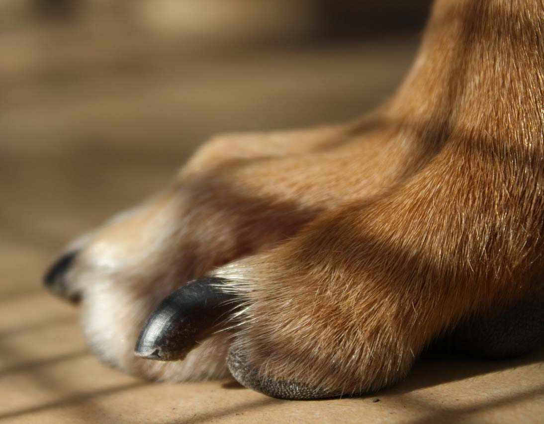 Köpeklerde Tırnak Kesimi ve Dikkat Edilmesi Gerekenler