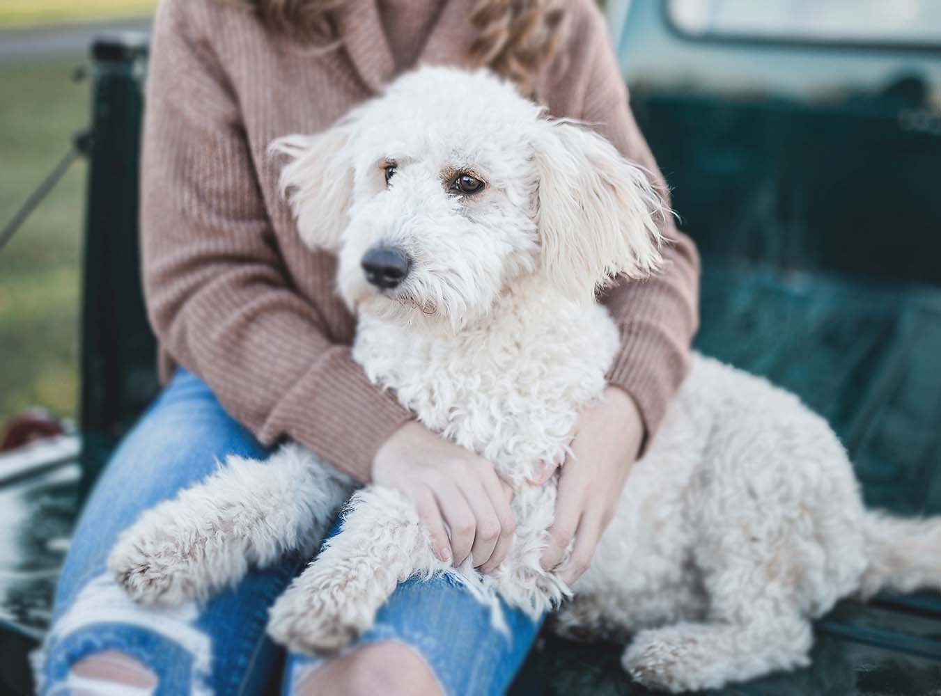 Köpeklerin Bizlere Sevgi Dolu Hallerini Gösterdiği Hareketler