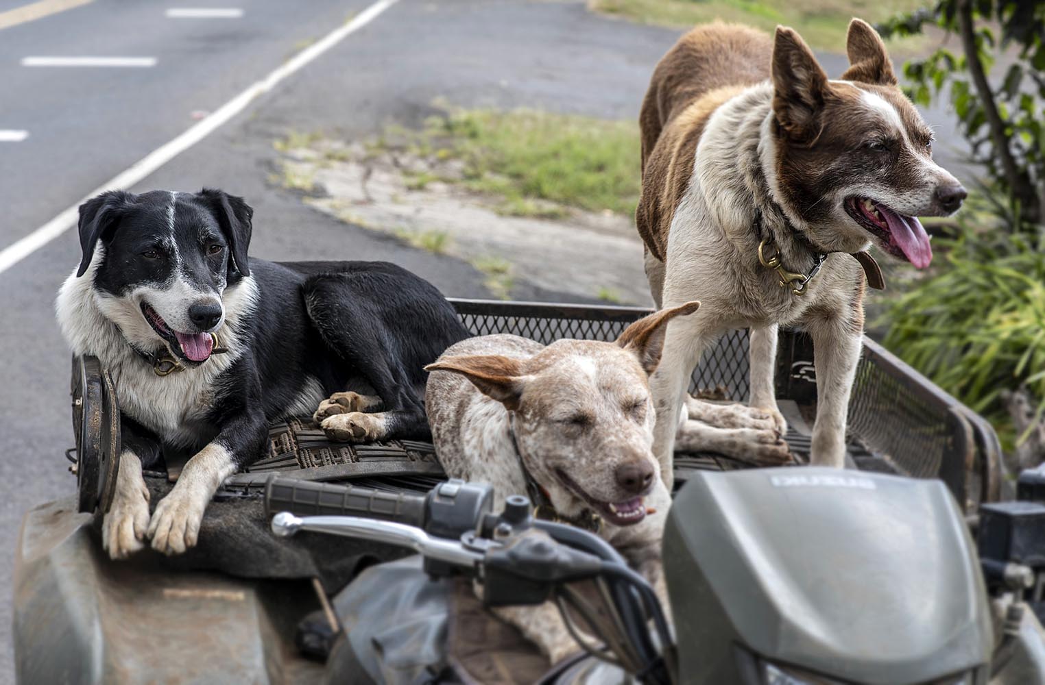 Köpek Isırmasından Kendinizi Nasıl Korumalısınız?