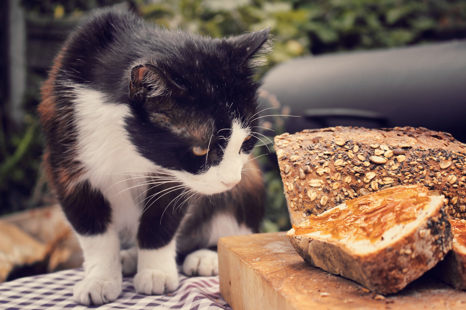 Можно котам хлеб. Кошка хлеб. Котенок в хлебе. Кошка ест хлеб. Кот Хлебушек.