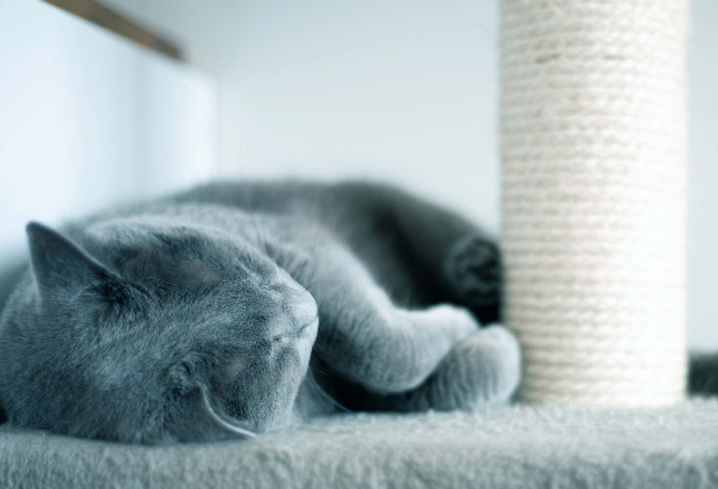 Kediler Neden Tırmalama İhtiyacı Duyuyor?