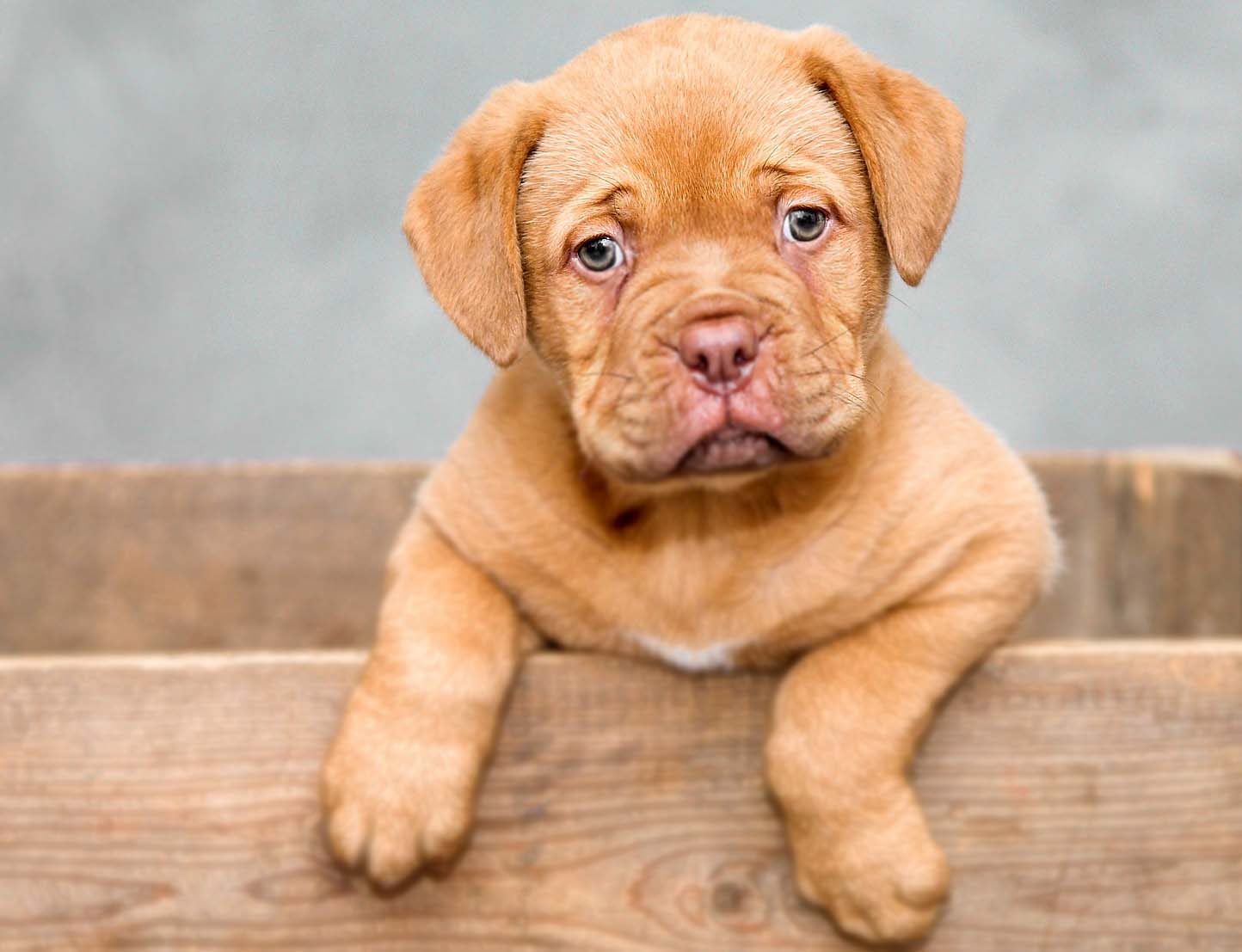 Yavru Köpeklere İsmini Alıştırma ve Öğretmek