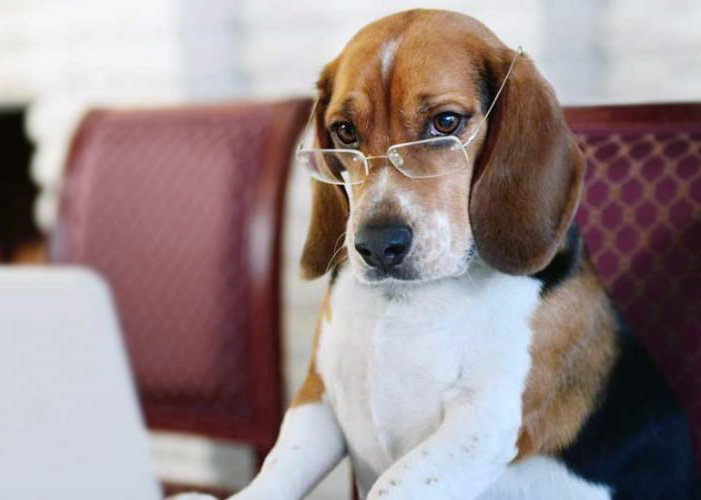 Dünyanın Bilinen En Akıllı Köpek Irkları
