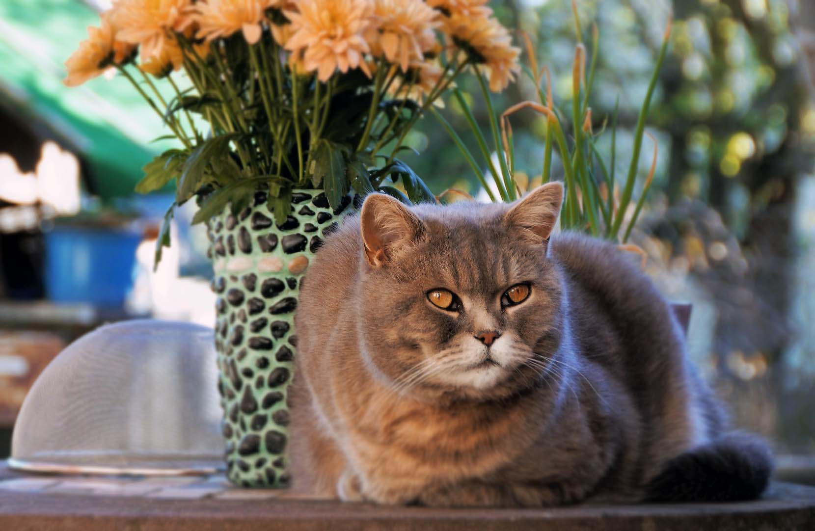 Evcil Kediler ve Bağımsızlık Düşkünlükleri