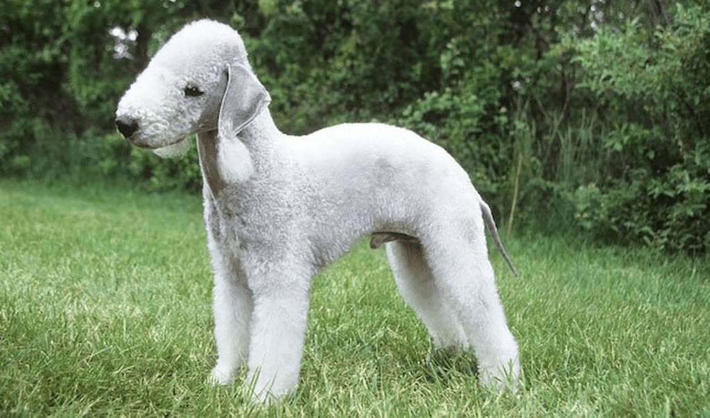 Bedlington Terrier Cinsi Köpek Özellikleri ve Bakımı