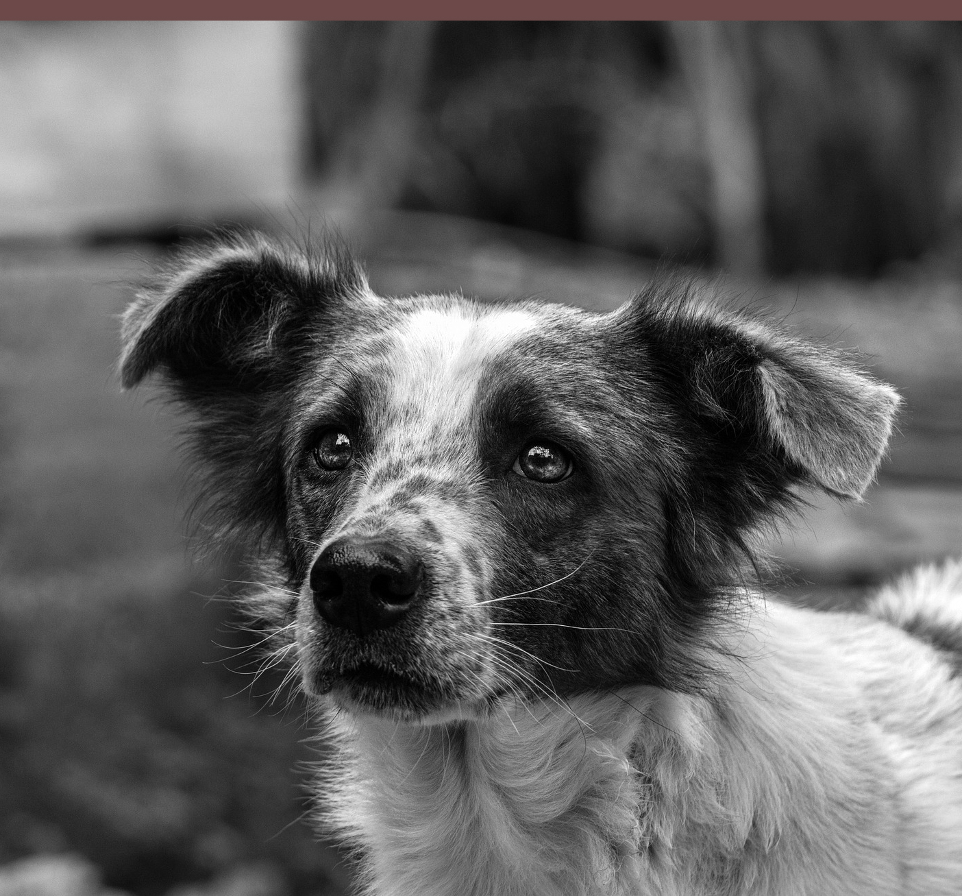 Köpeklerde İmpetigo Hastalığı ve Tedavisi