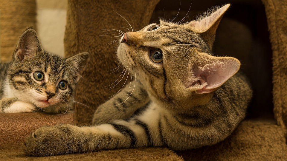 10 Maddede Bir Evde Neden 2 Kedi Olmalı?