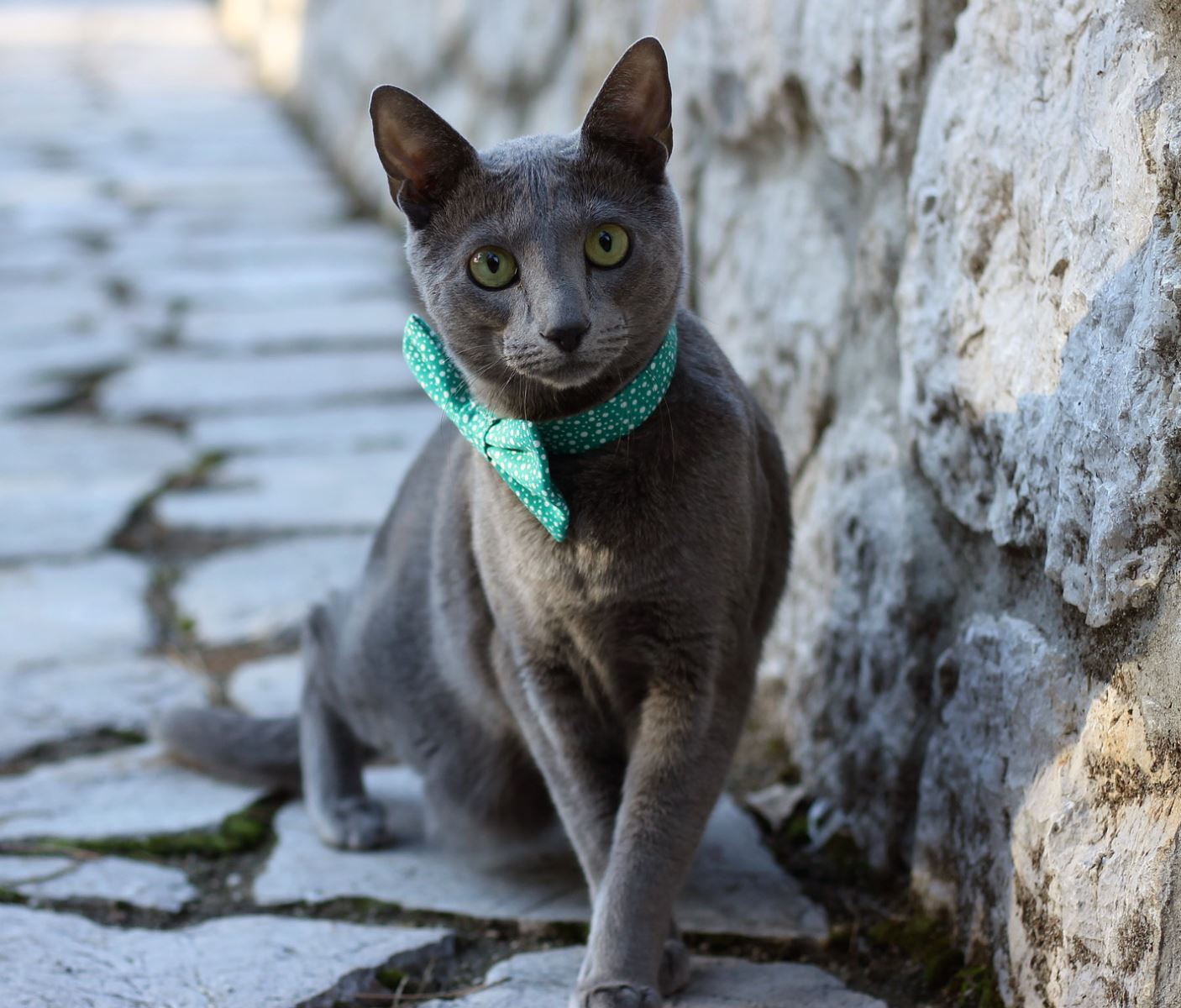 En Uzun Ömürlü 7 Kedi Irkı
