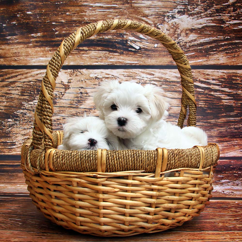 Yavru Köpek Bakımı Hakkında Dikkat Edilmesi Gerekenler
