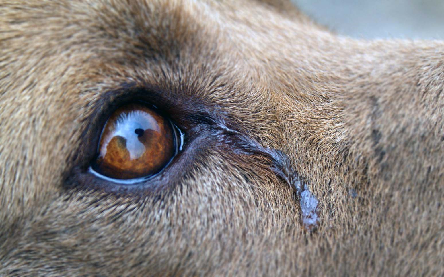 Köpeklerde Duygusal Tepkiler Neden Ağlarlar?