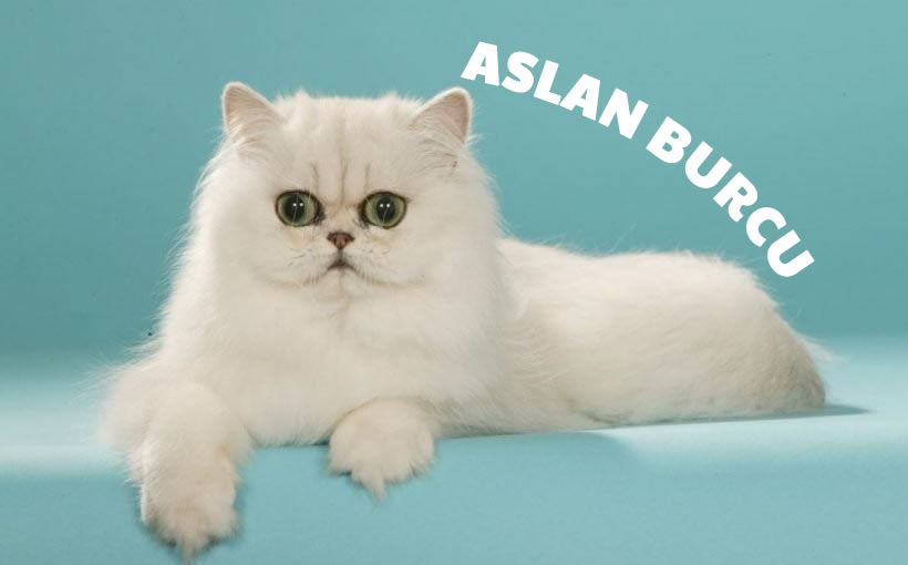 kedi cinsi