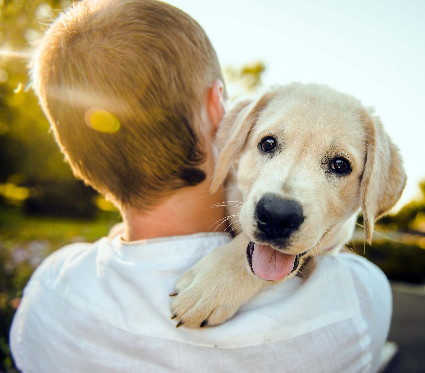 Yavru Köpeklerin Sosyalleşmesi İçin Yapılması Gerekenler