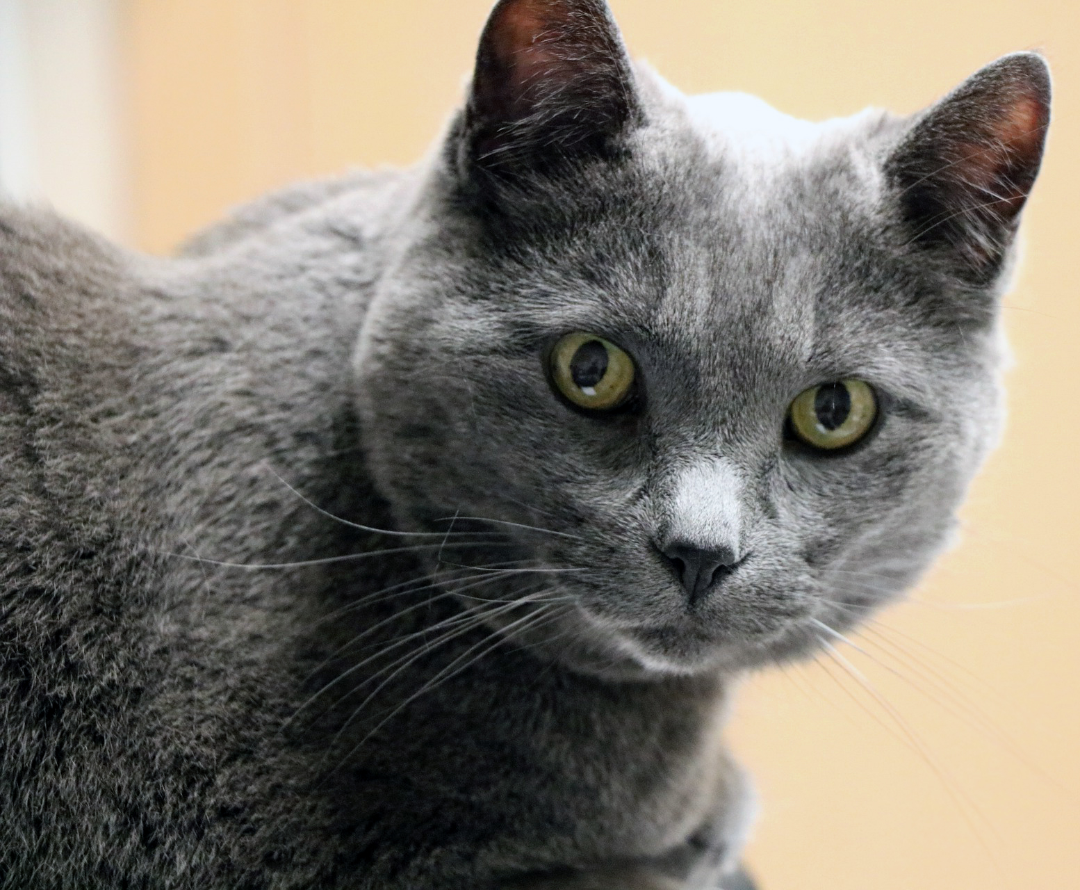 Neden Yetişkin Bir Kedi Sahiplenmelisiniz?