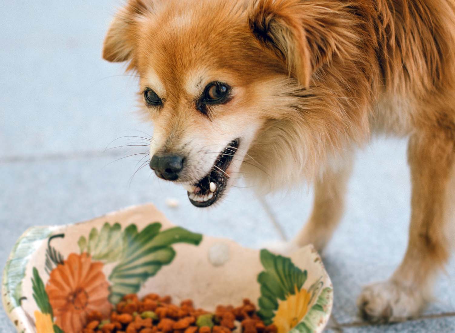 Köpeklerde İştahsızlık Sorunu ve Çözümü