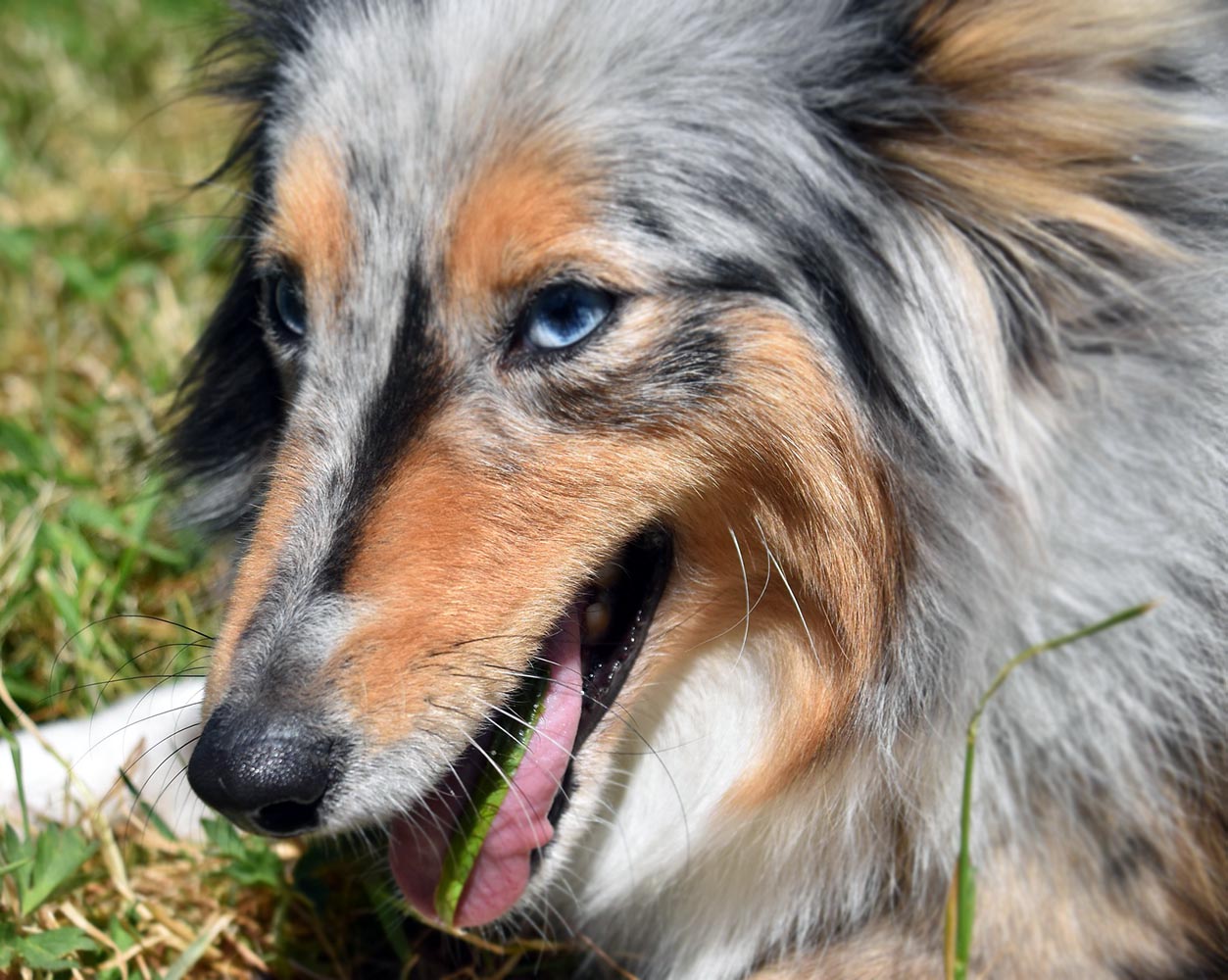 Köpekler Neden Çiğnemeden Yutma Eğilimi Gösterirler?