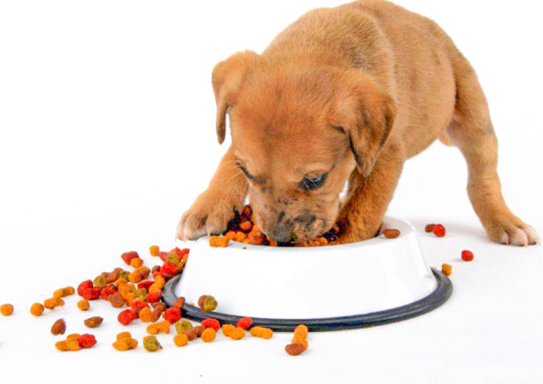 Köpeğinize Ne Kadar Ve Ne Sıklıkla Mama Vermelisiniz?