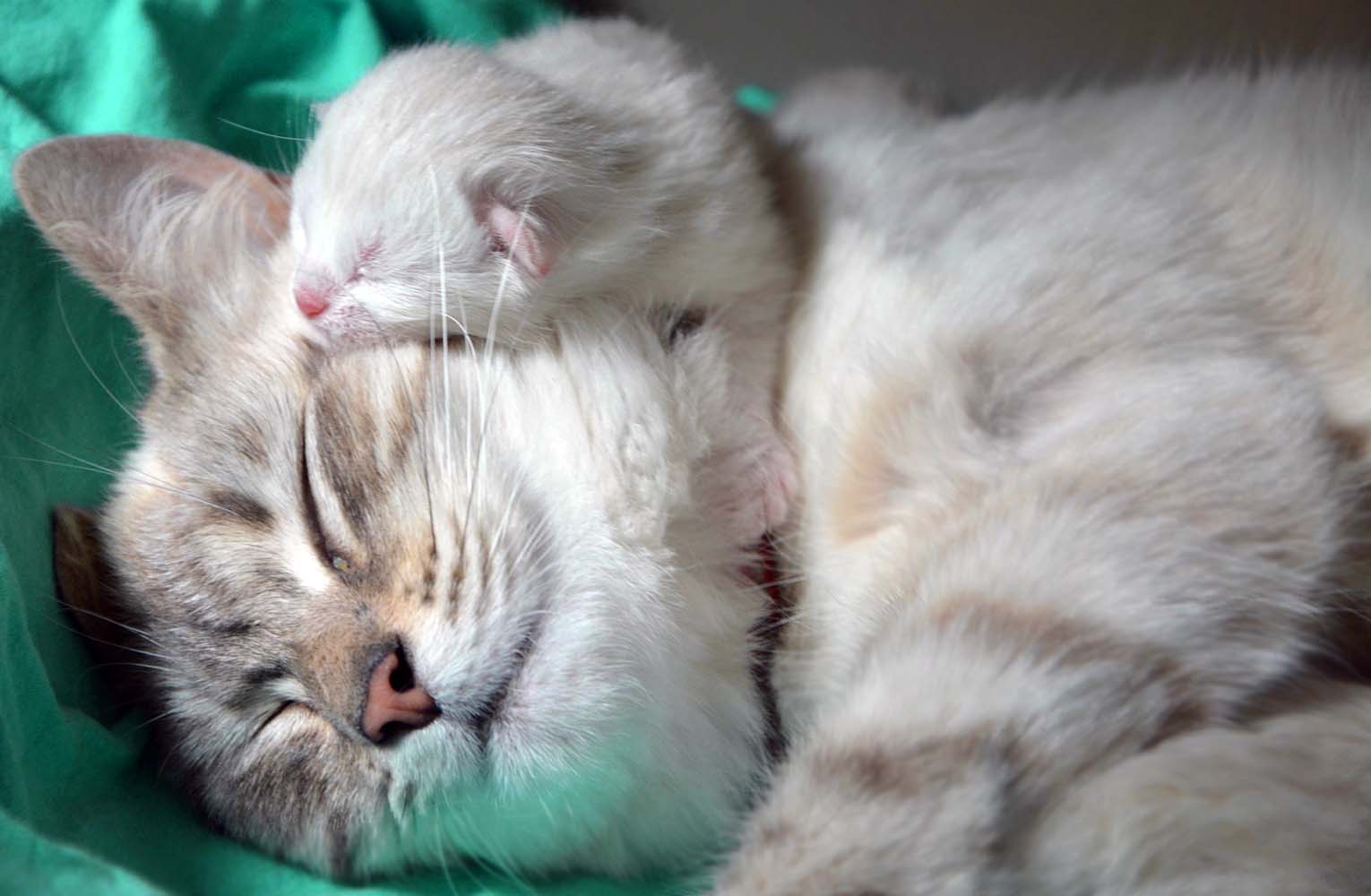 К чему снится кошка женщине замужней ласковая. Котята с мамой. Мама кошка и котенок. Новорожденные котята. Приснилась кошка с котятами.