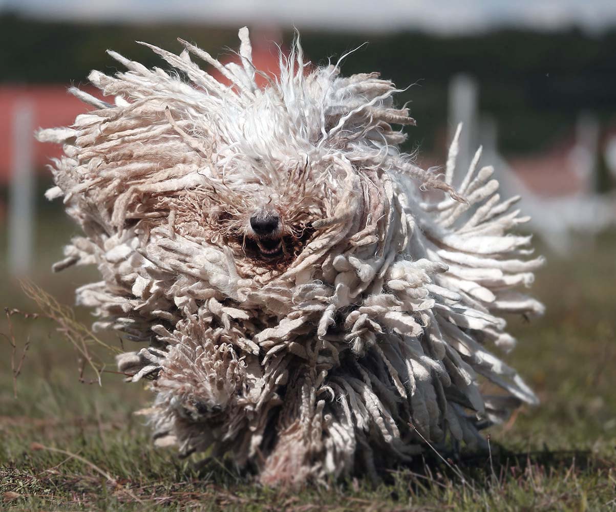 Komondor Köpeği Özellikleri Bakımı Tarihçesi