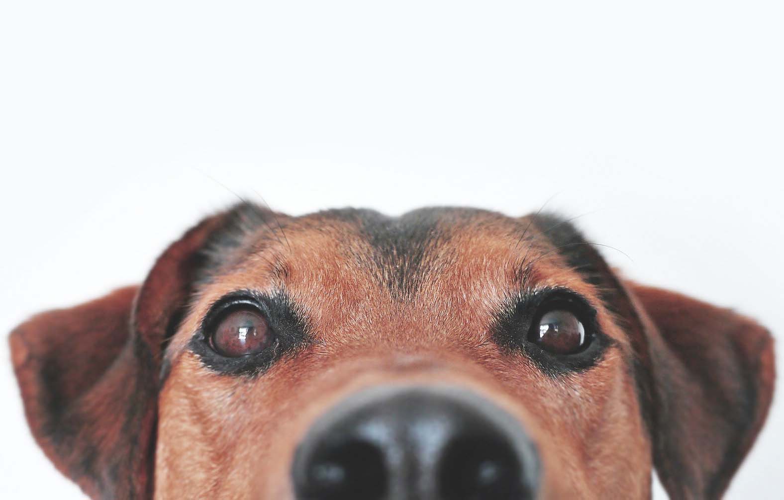 Köpeklerde Göz Temizliği Nasıl Yapılmalıdır?
