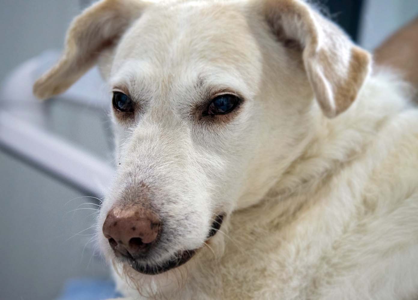 Köpeklerde Besin Zehirlenmesi ve Belirtileri