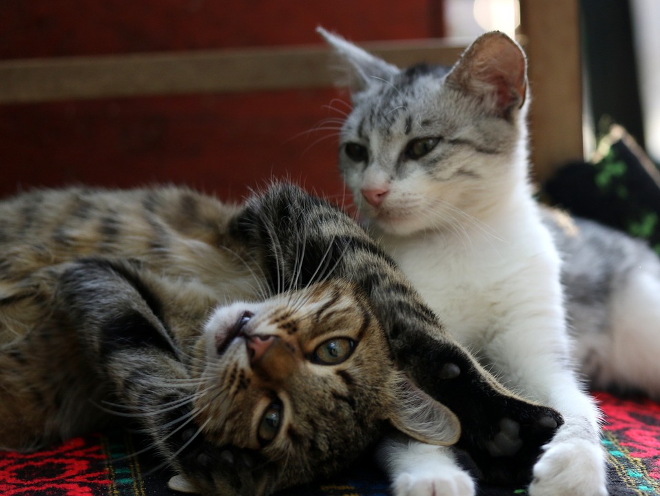 kedi dili neden tırtıklı