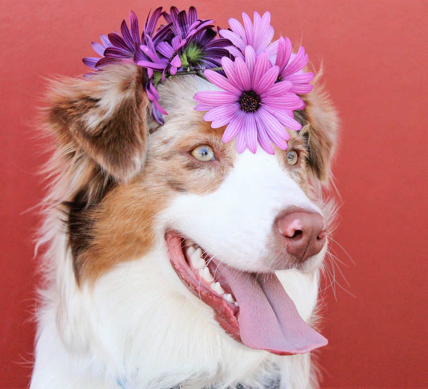 Köpeklerin Ortalama Ömürleri Ne kadardır?