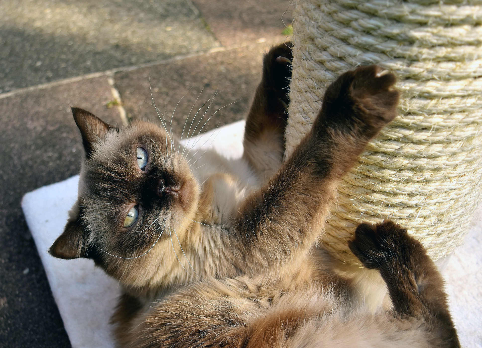 İplik Neden Kediler İçin Güvenli Bir Oyuncak Değildir?