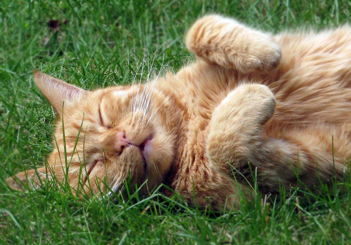 dili dışarda kedi hastalığı