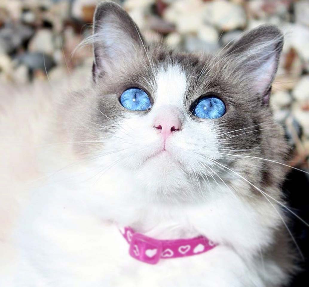 Ragdoll Kedisi Tarihçesi Karakteri ve Bakımı