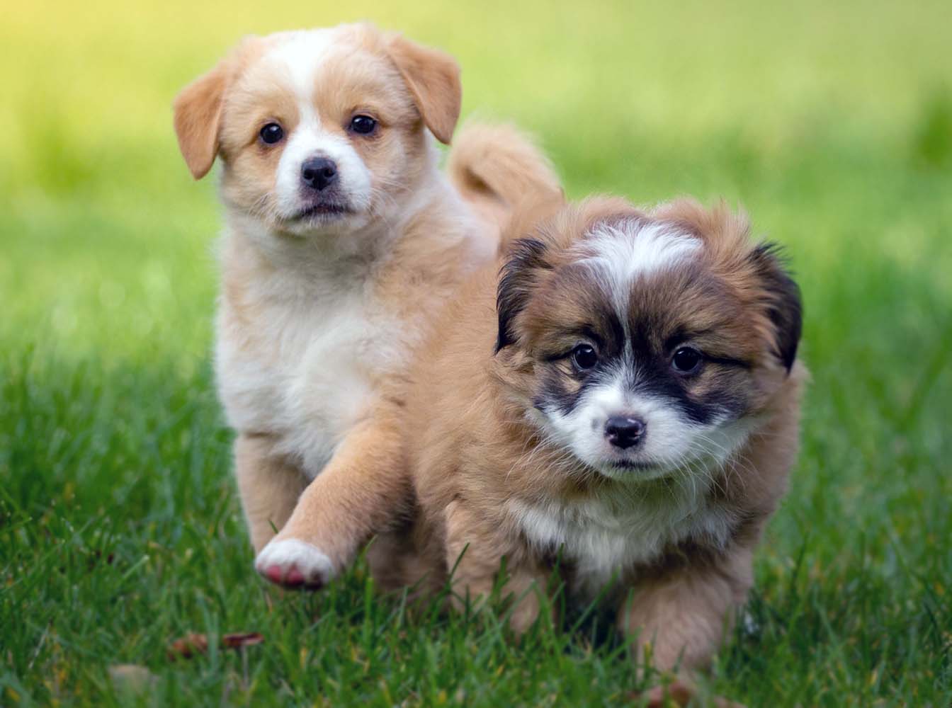 Yavru Köpeklerin Sağlıklı Beslenmesi
