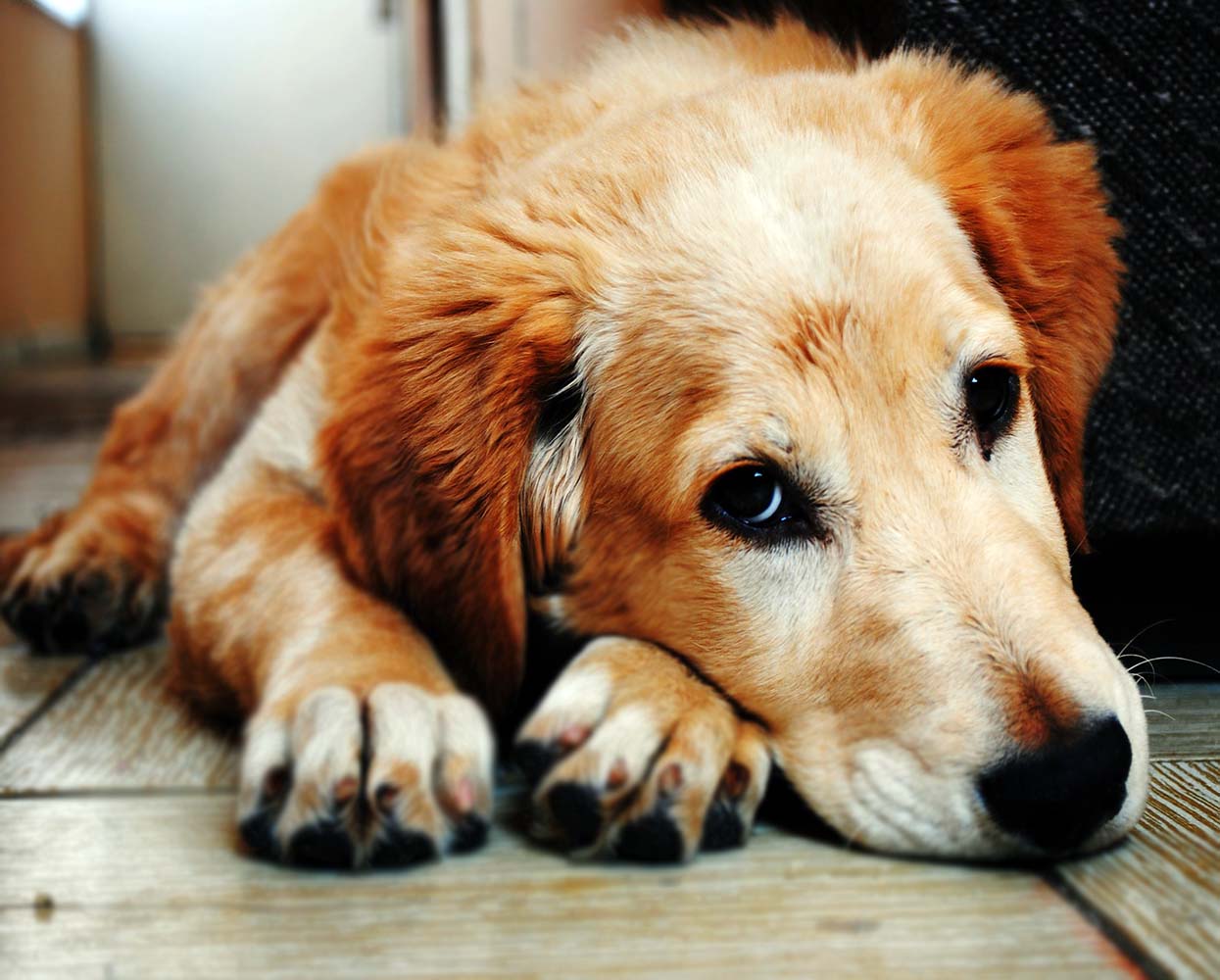 Köpeklerde İç Parazit Belirtileri ve Tedavileri