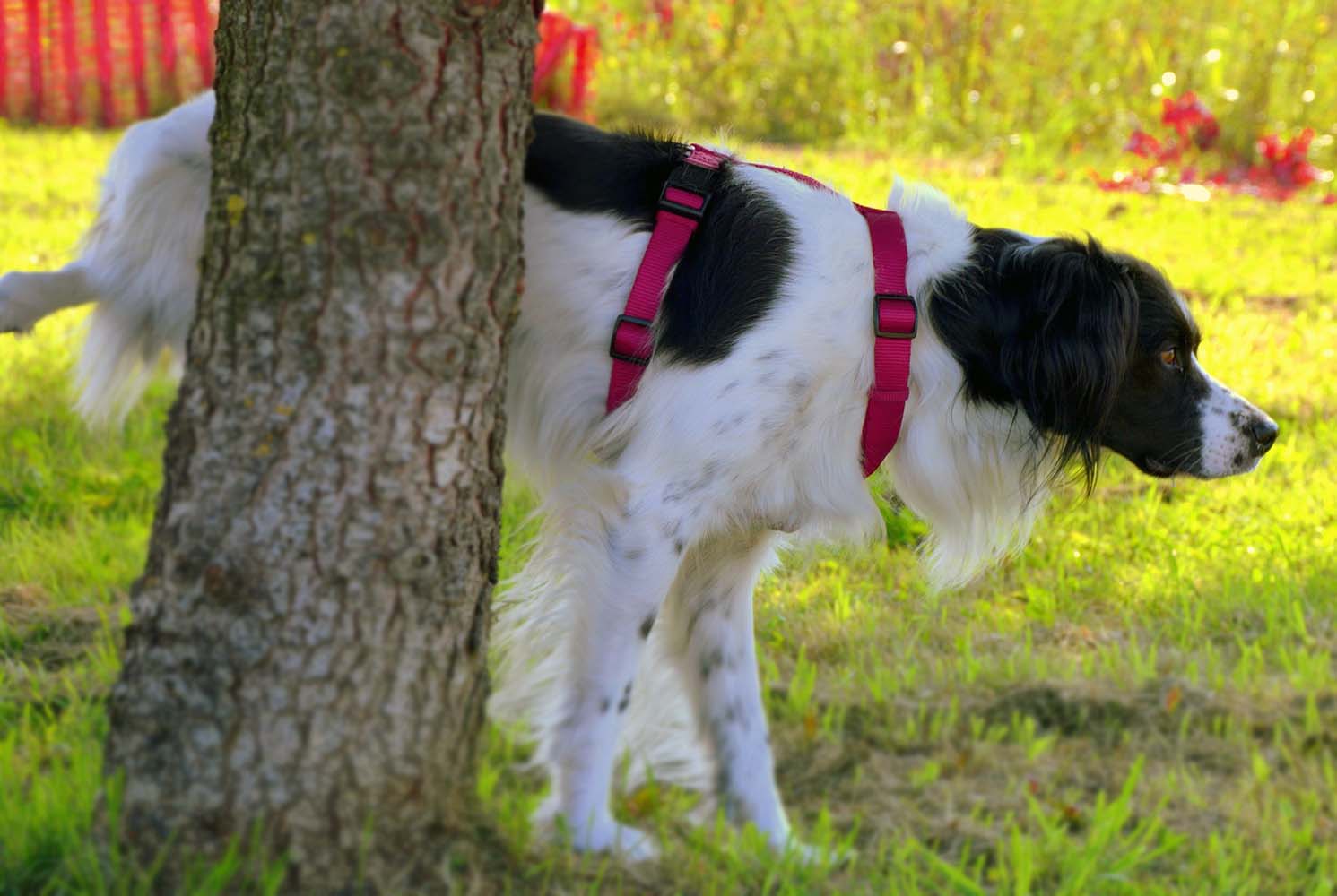 Yavru Köpeklerde Çiş Kaçırma ve Tuvalet Eğitimi Tüyoları