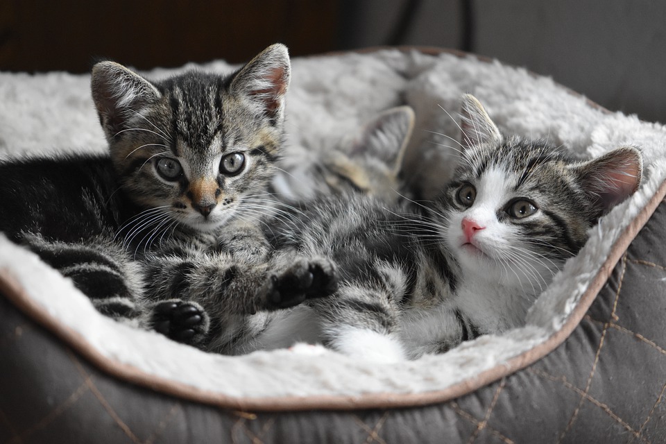 Sokaktan Kedi Sahipleneceklere Tavsiyeler