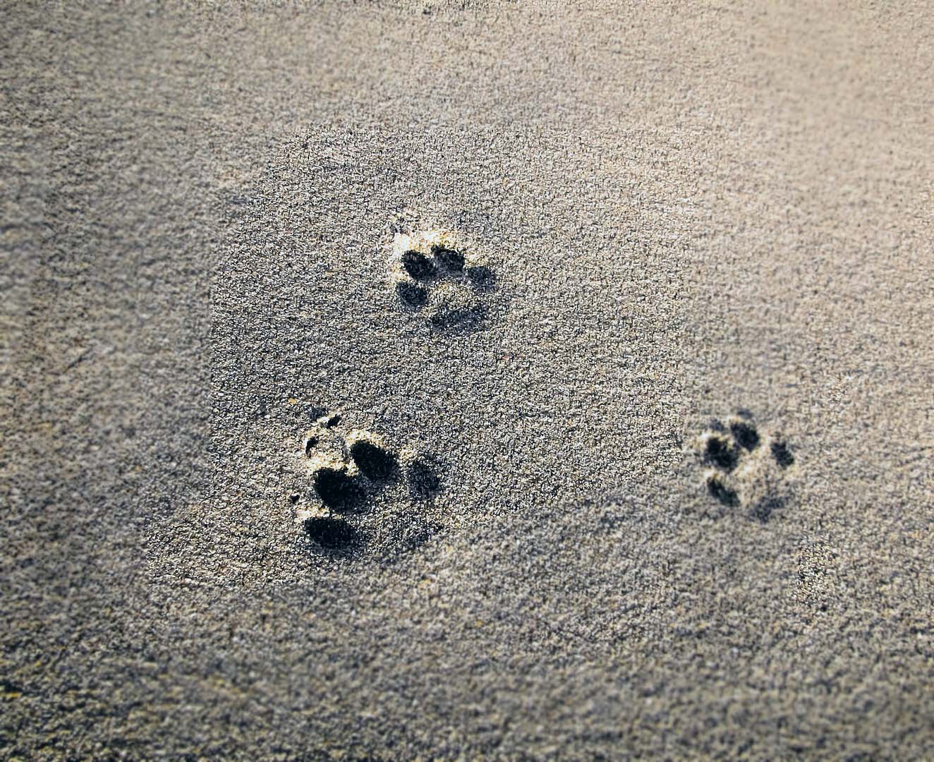 Kedi Kumu Nasıl Temizlenir? Temizleme Süresi Nedir?