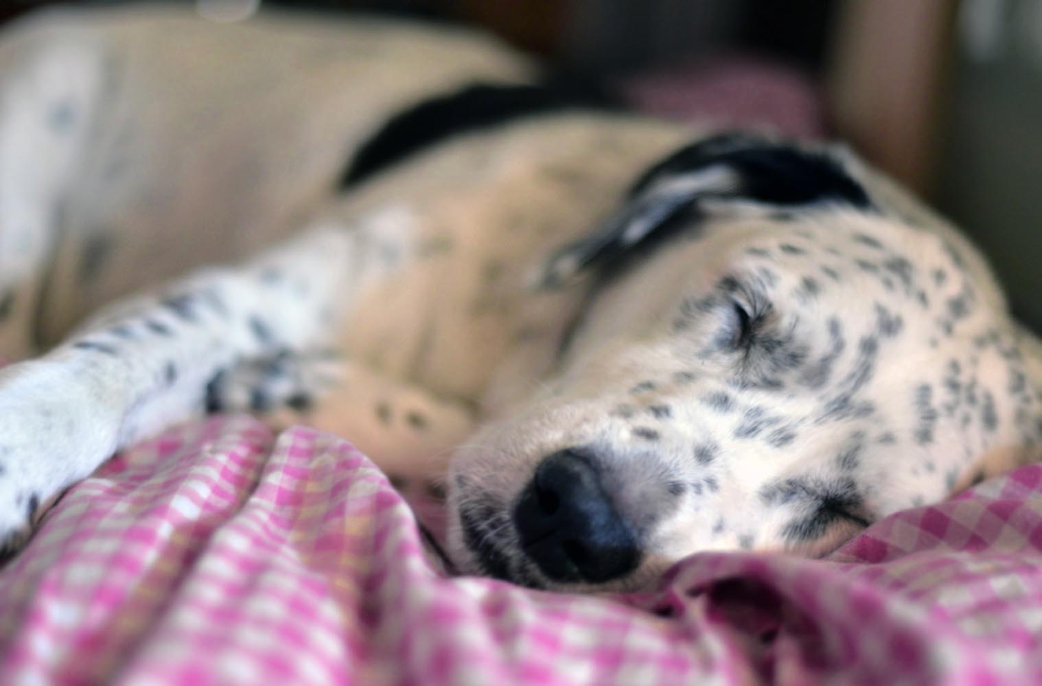 Ameliyat Sonrası Köpeklerin Sağlığı ve Bakımı İçin Öneriler