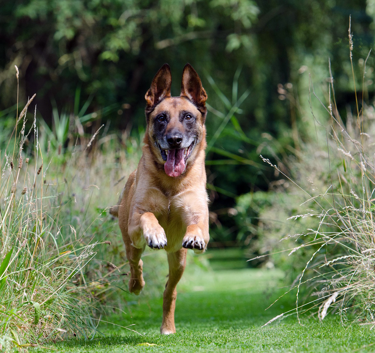 Köpeklerin Yuvalarından Kaçma Sebepleri