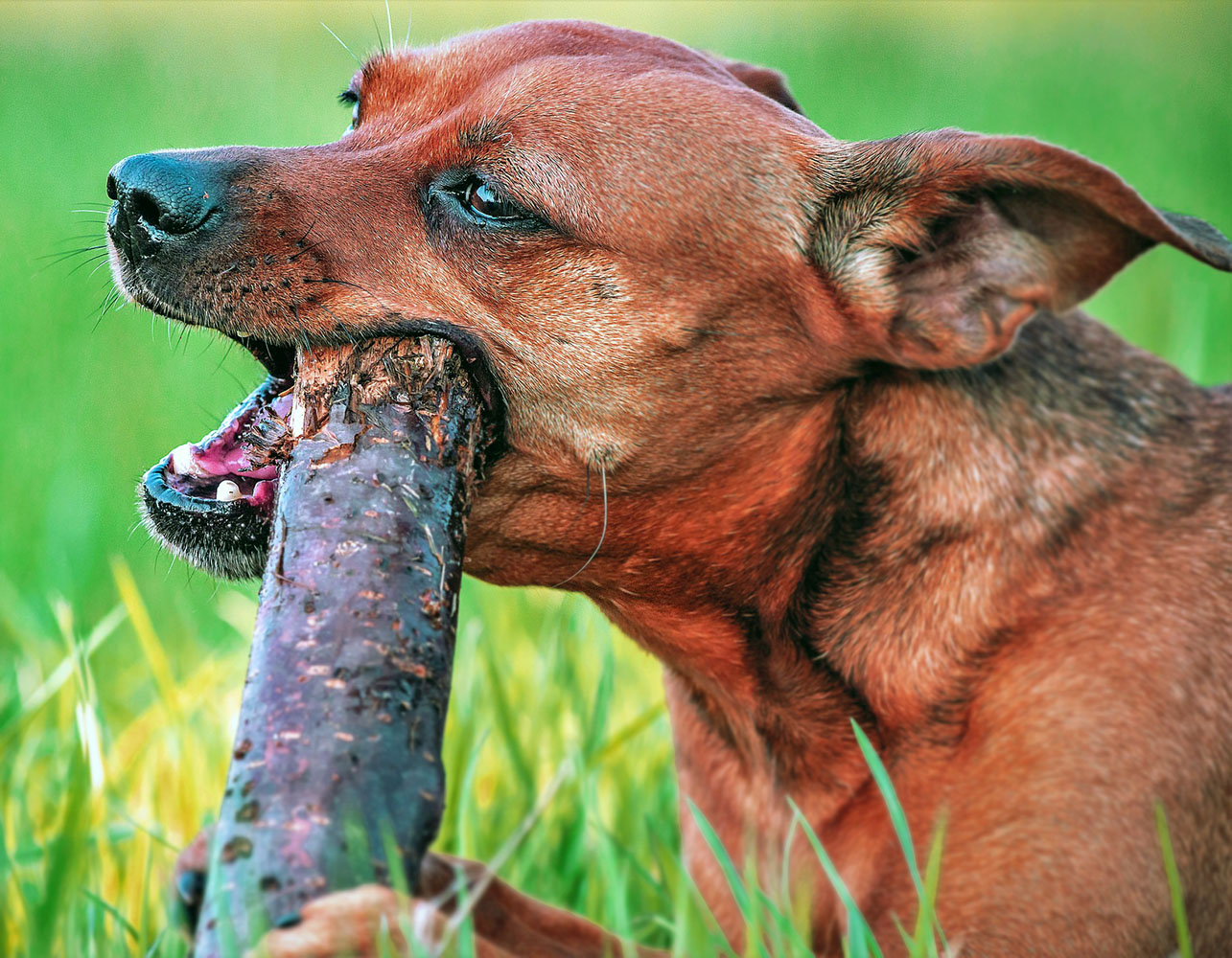 Köpeklerin Kusması ve Çözüm Önerileri