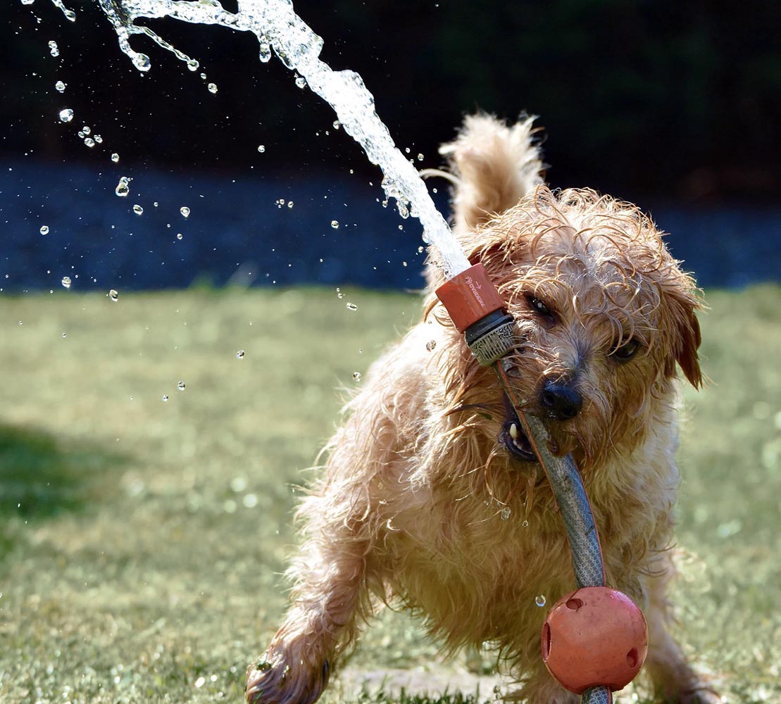 Bahçede Köpek Bakımına Dair Bilgiler