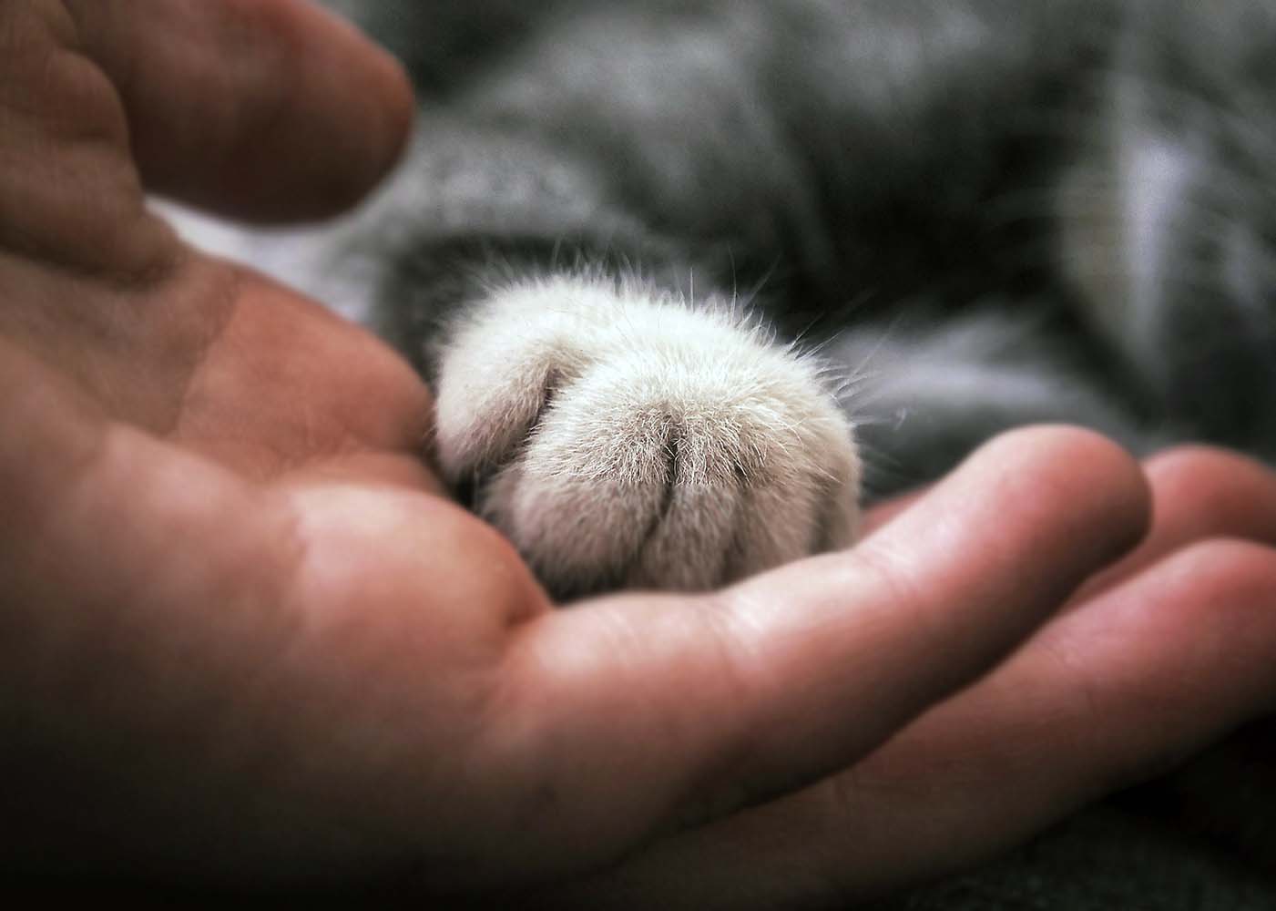 Kedi Sahipleri için Yaşamlarını Kolaylaştıracak Kedi Ürünleri Tavsiyeleri