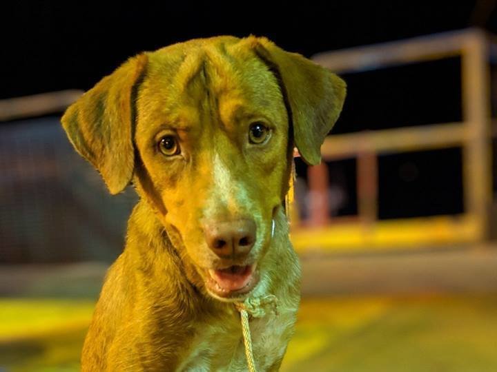 köpekler kaç tane doğurur