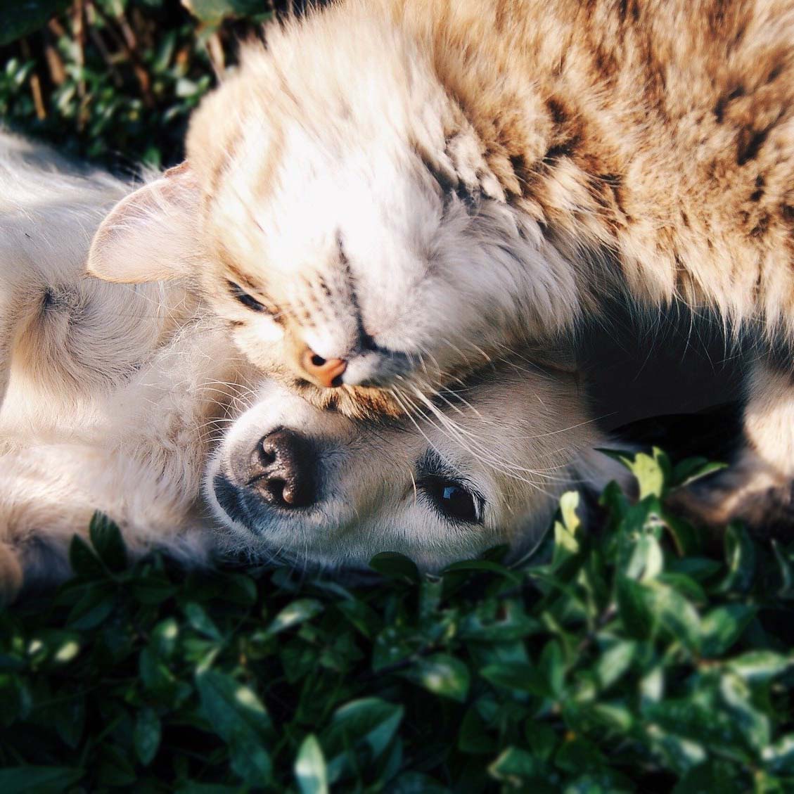 Kedi ve Köpek Beraber Yaşar Mı?