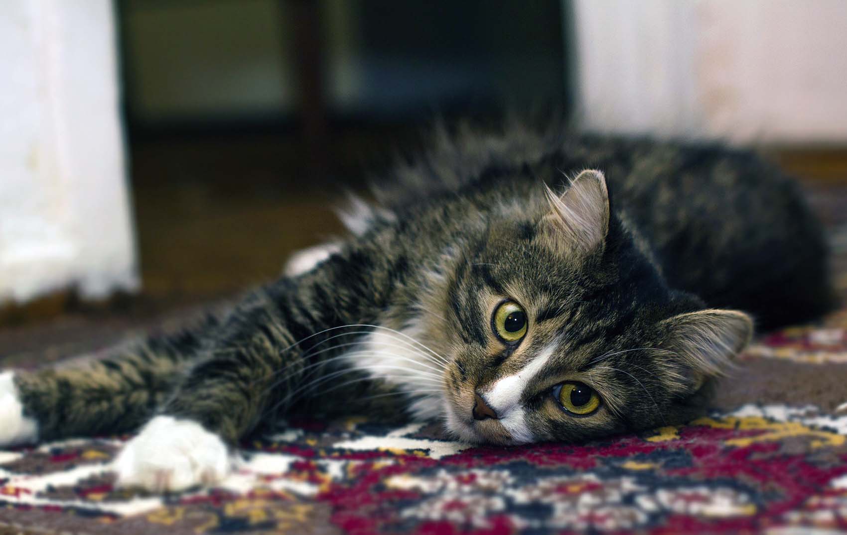 KediKöpek Beslenilen Evde Temizlik Yapmadan Önce Nelere Dikkat Edilmeli?