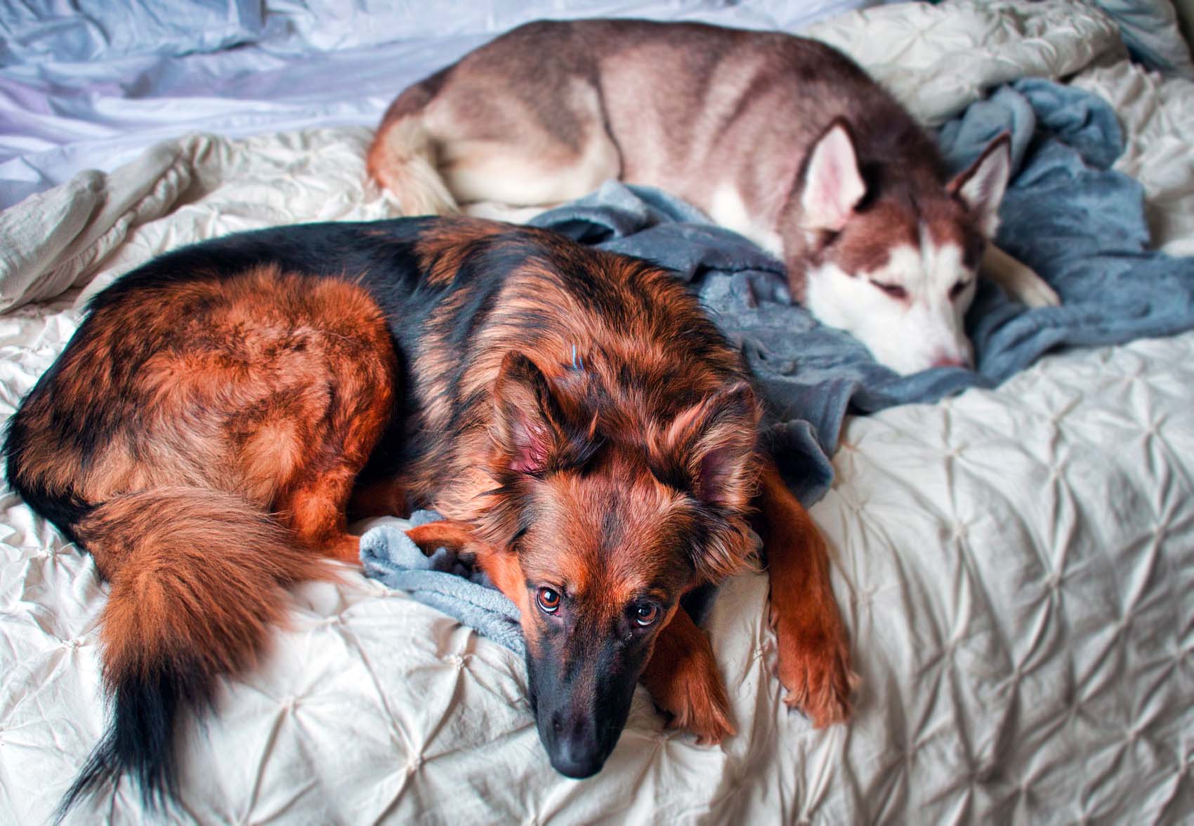 İnsanlar ve Köpeklerin Uyku Düzenleri Birbirine Benziyor