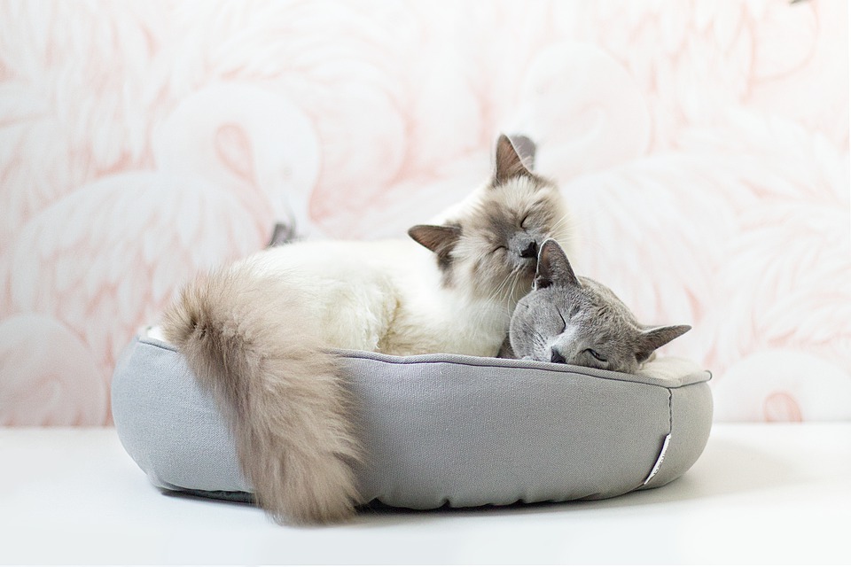 10 Maddede Bir Evde Neden 2 Kedi Olmalı?