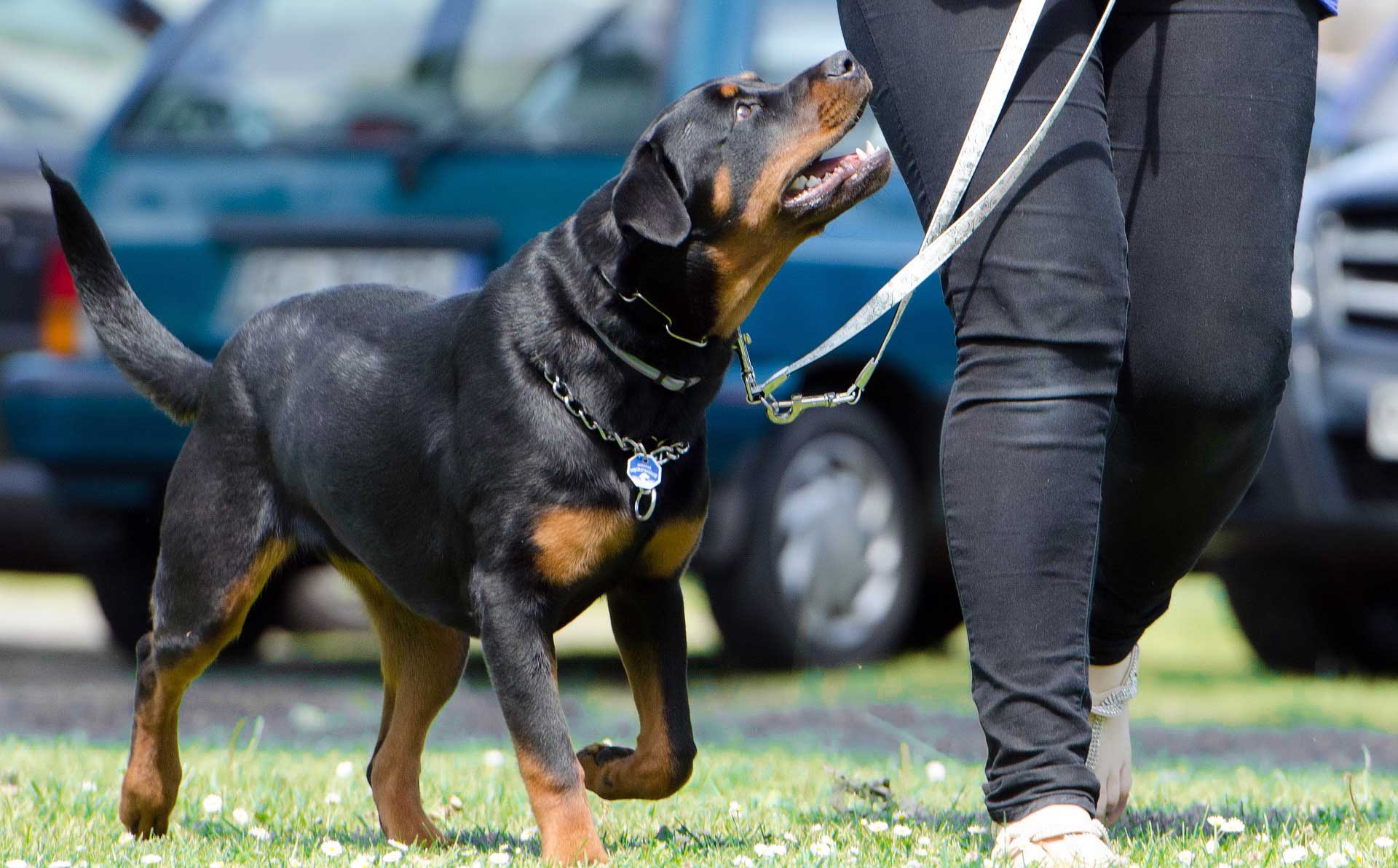 Köpeklere Öğretilmesi Gereken Komutlar ve Püf Noktaları