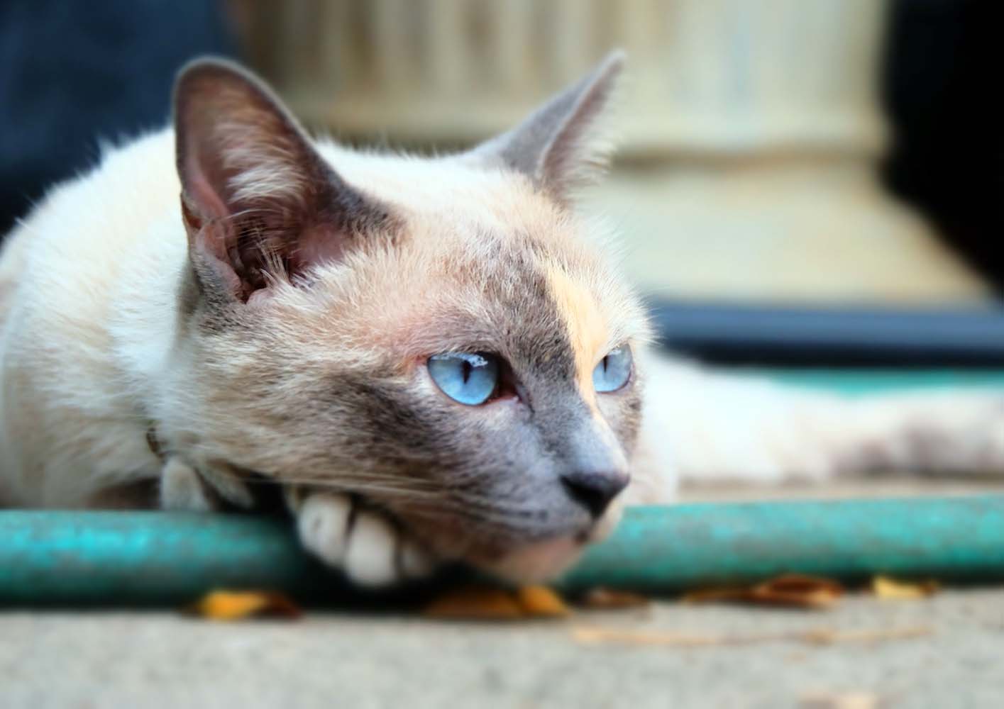 Kedi Sahiplenirken Dikkat Etmeniz Gereken 5 Önemli Durum