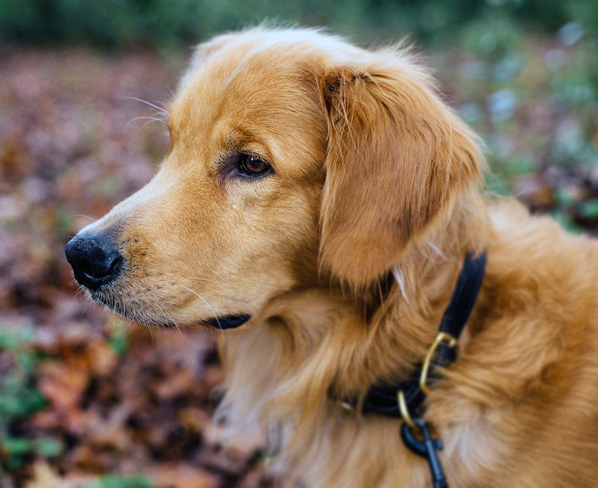 köpeklerin aşı zamanları